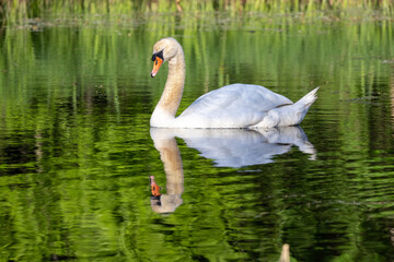 Fototapeta premium swan on the lake