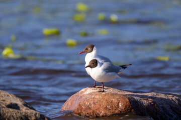 black headed gull