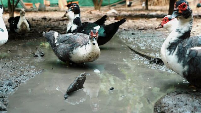 Flock group of duck hunting for food underwater mud , agriculture duck farm concept, animal farm with duck