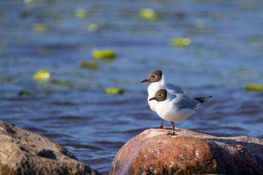 black headed gull