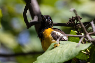 Closeup, yellow Bananaquit (Coereba flaveola) in tree, on the island of Aruba. Mouth open, calling. 
