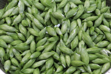 bunch closed buds of wild garlic flowers