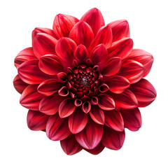 Dahlia, transparent background, isolated image, generative AI