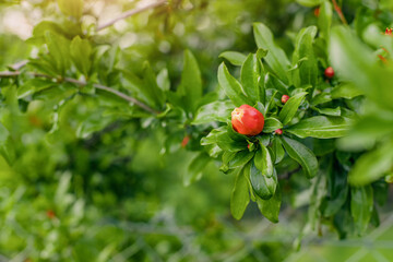A red pomegranate flower blooms beautifully in the orchard, surrounded by lush green leaves