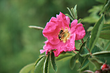 A bee on a pink rose in the garden. Spring. Close-up