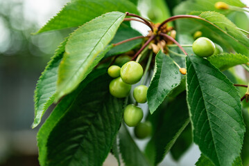 Unripe green cherry berries on a branch in the garden.