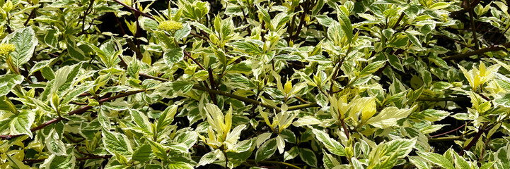 Fototapeta premium A lush green foliage backdrop embodies freshness and nature, showcasing vibrant leaves and botanical beauty.