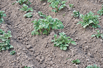 Bushes of young potatoes. Potatoes in the garden. Eco food. Selective focus.