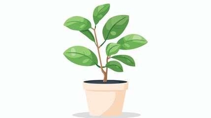 Houseplant growing in pot. Green leaf house plant 