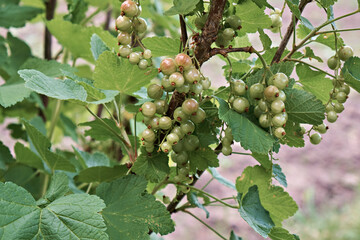 Macro shot of unripe currant berries. High quality photo
