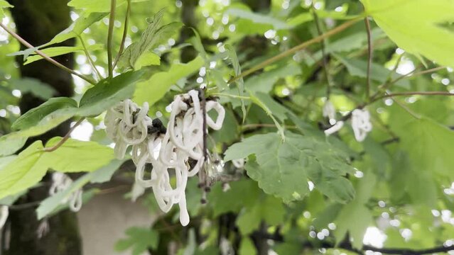 Plant infested by Takahashia japonica, aka the string cottony scale; it is an insect pest in the Coccidae family, killing plants in Asia and Europe.