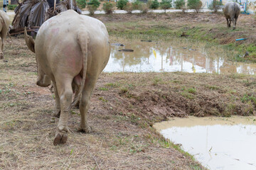 Buffaloes are standing in the canal, white buffalo, Thailand, Asia, countrysid, mud , muck, clay,...