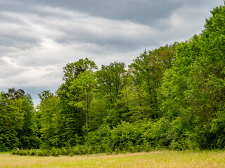 Wiederaufforstung im Mischwald