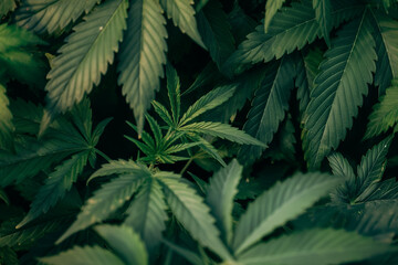 Wirtschaftsfaktor Cannabis: Neue M&auml;rkte und M&ouml;glichkeiten