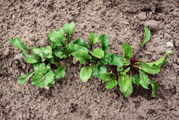 Young beets growing in the soil on spring garden.