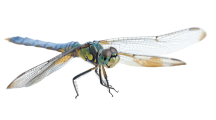 A blue and yellow dragonfly rests atop a white surface in a close-up view