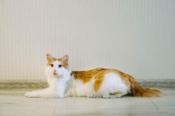 Cute white and red cat with yellow eyes