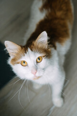 Cute white and red cat with yellow eyes