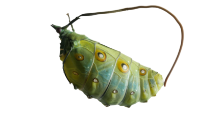 A green and yellow caterpillar crawls on a plain white background, showcasing its vibrant colors and distinctive markings