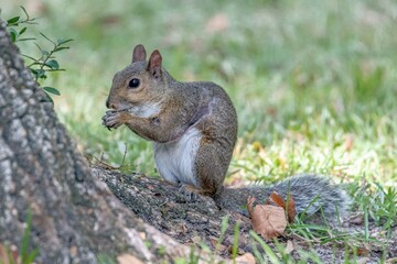 Fototapeta premium Apalachicola, fl
