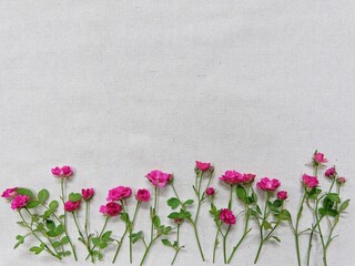 pink tulips on wooden background