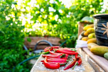 Red chili peppers on wooden table in garden