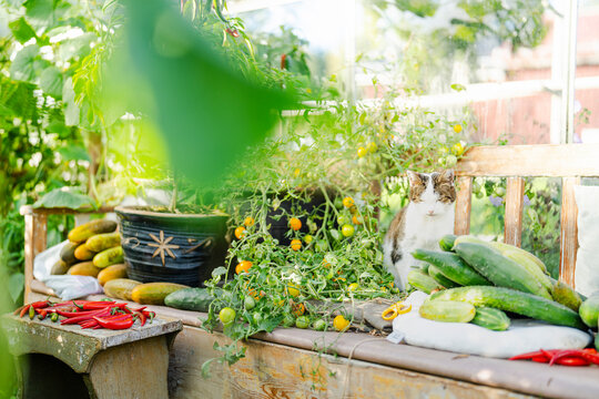Various plants and fresh harvested vegetables on table