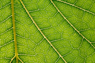 Close up of green leaf,leaf vein texture,background of green leaf,macro photo