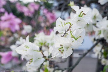 paper flowers or paper flowers or white bougainvillea blooming