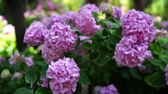 Blooming hydrangea pink close-up. Beautiful large hydrangea macrophyllus flower background. Selective focus.