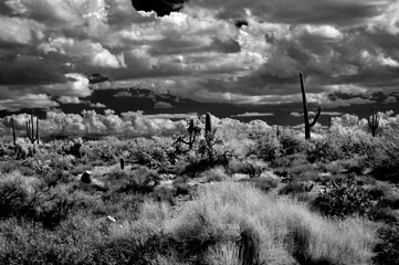 Black and White Sonora Desert Arizona