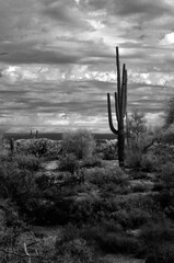 Black and White Sonora Desert Arizona