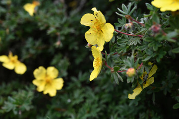 Vue rapprochée de fleurs jaunes de potentille dans un arbuste au printemps 