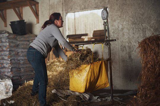 Side view of female worker weighing hay at barn