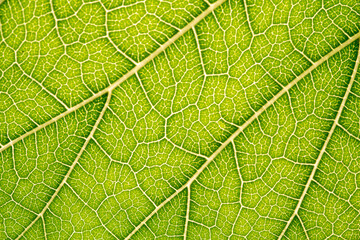 Close up of green leaf,leaf vein texture,background of green leaf,macro photo