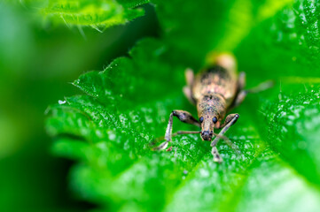 Phyllobius pyri, the Common Leaf Weevil, is a species of broad-nosed weevil belonging to the family Curculionidae subfamily Entiminae. Detail macro view of insect head and eyes.