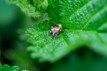 Phyllobius pyri, the Common Leaf Weevil, is a species of broad-nosed weevil belonging to the family Curculionidae subfamily Entiminae. Detail macro view of insect head and eyes.