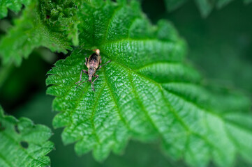 Phyllobius pyri, the Common Leaf Weevil, is a species of broad-nosed weevil belonging to the family...