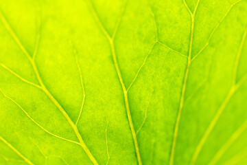 Obraz premium 初夏のツワブキの葉