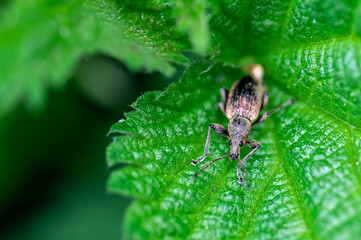 Phyllobius pyri, the Common Leaf Weevil, is a species of broad-nosed weevil belonging to the family Curculionidae subfamily Entiminae. Detail macro view of insect head and eyes.