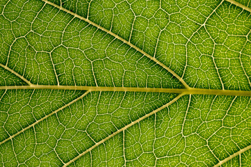 Close up of green leaf,leaf vein texture,background of green leaf,macro photo