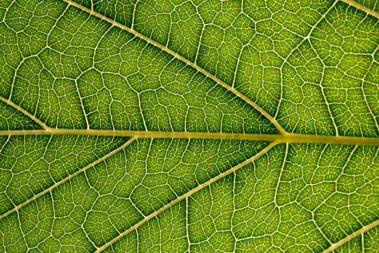 Close up of green leaf,leaf vein texture,background of green leaf,macro photo