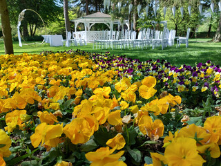 white pavilion and decorations for wedding. Yellow violets bloom. Flowering plants. Spring season. Mozirski gaj, Slovenia © olenadesign
