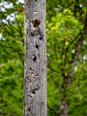 Klima geschädigter Baum im Wald