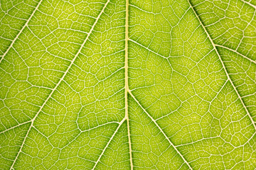 Naklejka na ściany i meble Close up of green leaf,leaf vein texture,background of green leaf,macro photo
