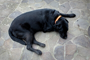 A black labrador sleeps on the white stone paving of a Mediterranean villa