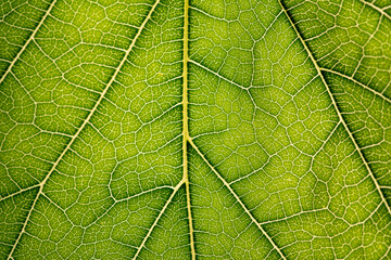 Close up of green leaf,leaf vein texture,background of green leaf,macro photo
