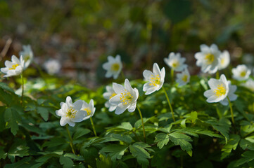 Buschwindröschen (lat.: Anemone nemorosa) wachsen im Wald im Frühling