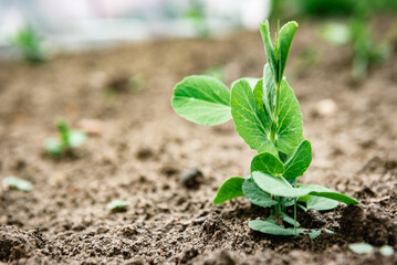 Young peas growing in spring garden.