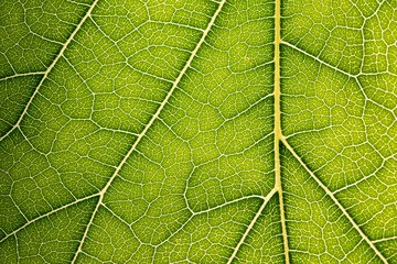 Close up of green leaf,leaf vein texture,background of green leaf,macro photo